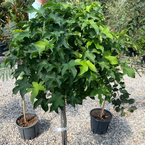 Liquidambar styraciflua Gum Ball - Copalme d'Amérique