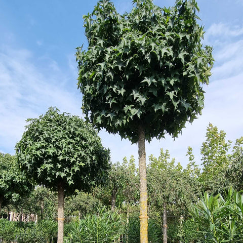 Liquidambar styraciflua Gum Ball - Copalme d'Amérique