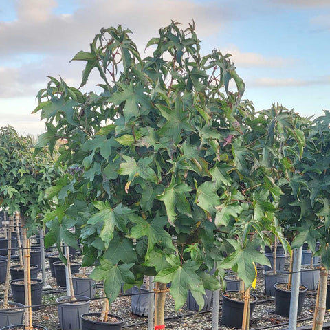 Liquidambar styraciflua Gum Ball - Copalme d'Amérique