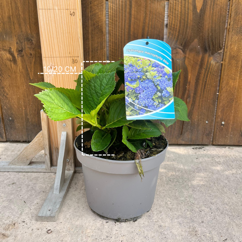 Hortensia 'benelux' (bleu)
