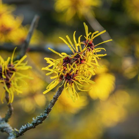 Hamamelis 'Arnold Promise'