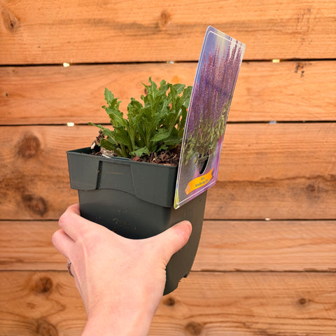 Sauge 'Sensation Deep Blue'