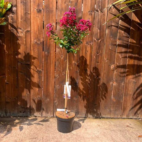 Lagerstroemia 'Coral Magic'