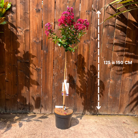 Lagerstroemia 'Purple Star'