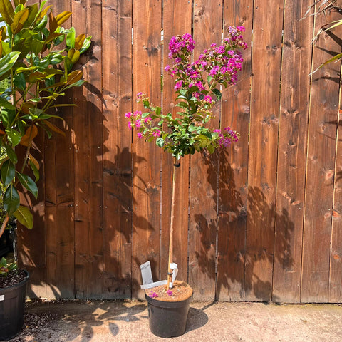 Lagerstroemia 'Purple Star'