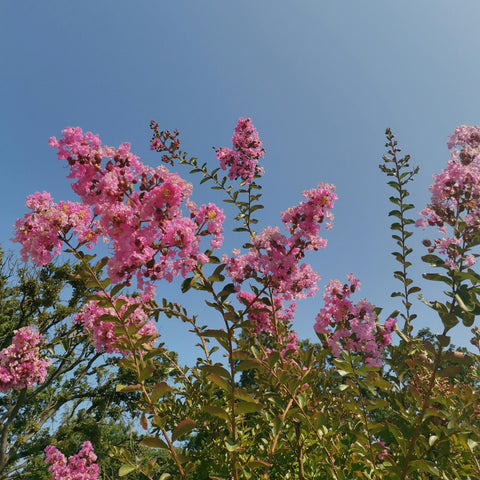 Lilas des Indes - Lagerstroemia 'Rhapsody in pink'