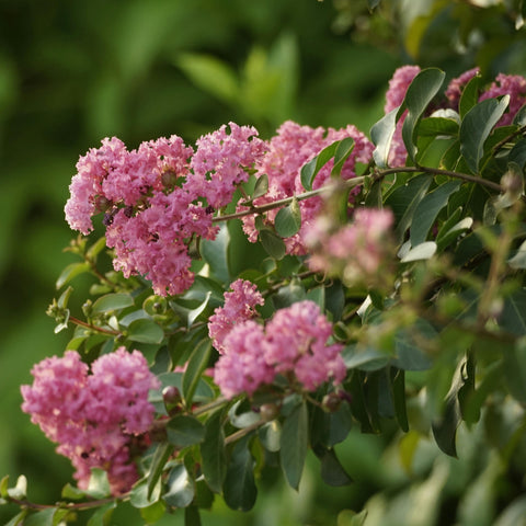 Lilas des Indes - Lagerstroemia 'Rhapsody in pink'