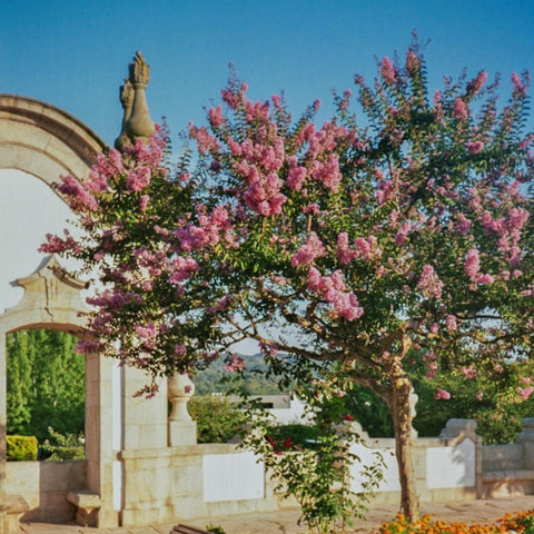 Lilas des Indes - Lagerstroemia 'Rhapsody in pink'
