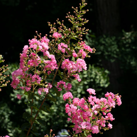 Lilas des Indes - Lagerstroemia 'Rhapsody in pink'