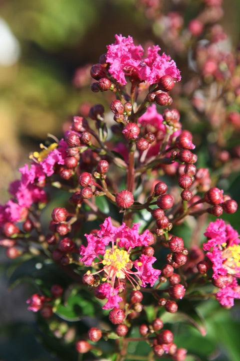 Lagerstroemia 'Berry Dazzle' sur tige