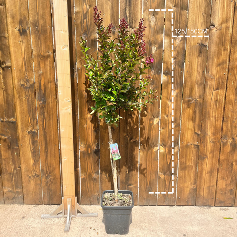 Lagerstroemia 'Berry Dazzle' sur tige