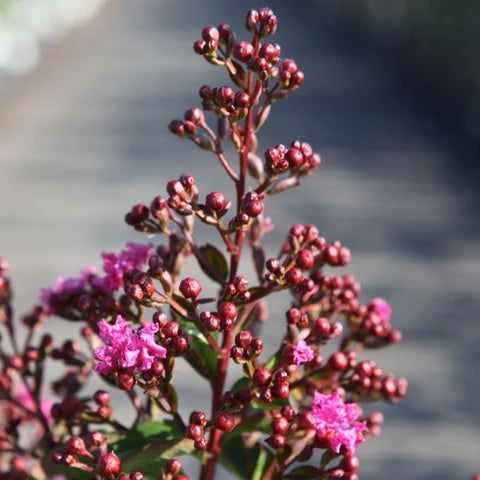 Lagerstroemia 'Berry Dazzle' sur tige