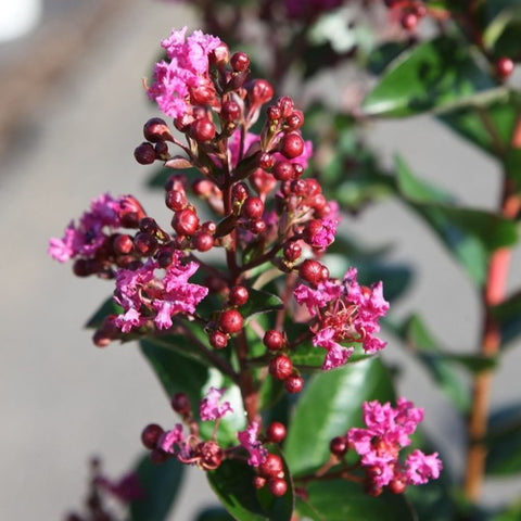 Lagerstroemia 'Berry Dazzle' sur tige