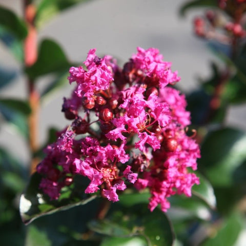 Lagerstroemia 'Berry Dazzle' sur tige