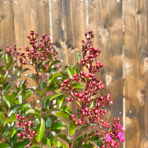 Lagerstroemia 'Berry Dazzle' sur tige