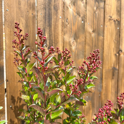 Lagerstroemia 'Berry Dazzle' sur tige