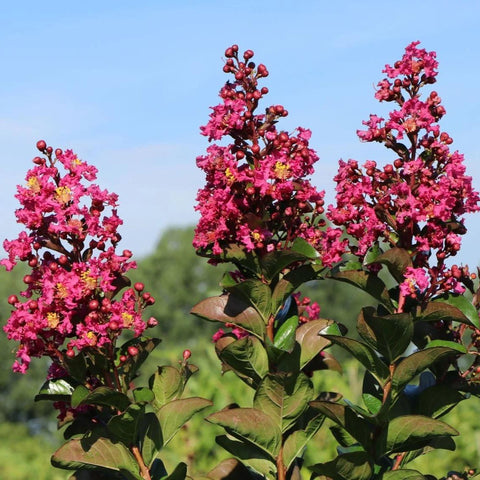 Lagerstroemia 'Berry Dazzle' sur tige