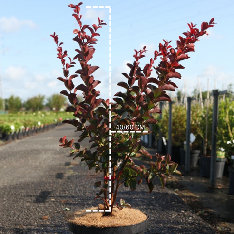 Lagerstroemia 'Dynamite'