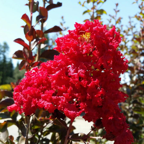 Lagerstroemia 'Dynamite'