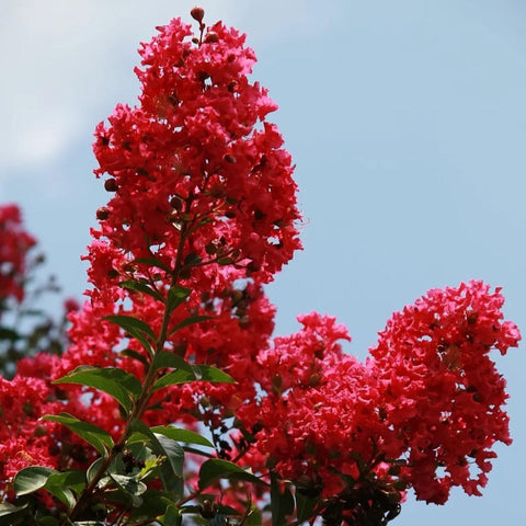 Lagerstroemia 'Dynamite'