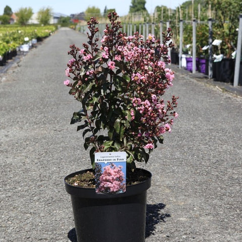 Lilas des Indes - Lagerstroemia 'Rhapsody in pink'