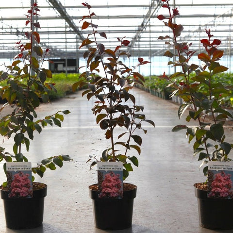 Lilas des Indes - Lagerstroemia 'Rhapsody in pink'