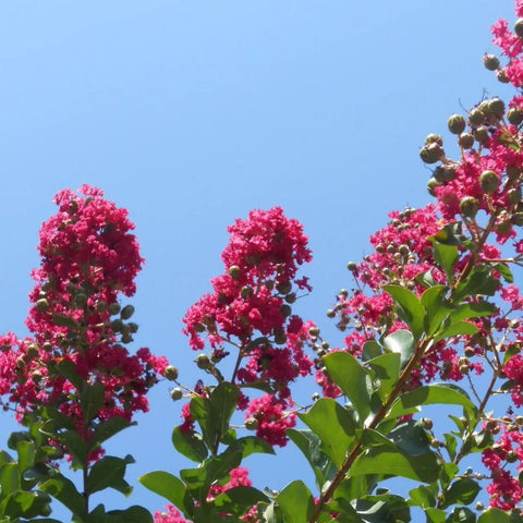 Lagerstroemia 'Rubra magnifica'