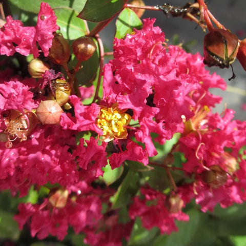 Lagerstroemia 'Rubra magnifica'
