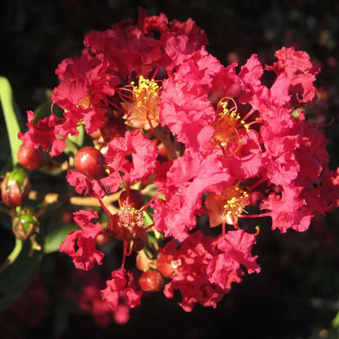 Lagerstroemia 'Dynamite'