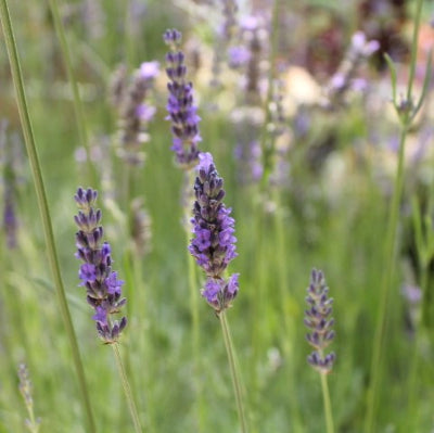 Lavande 'Hidcote'