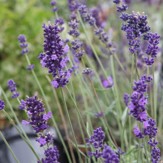 Lavande 'Hidcote'