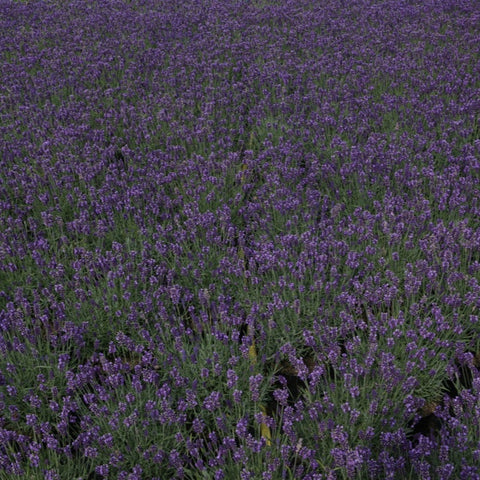 Lavande 'Hidcote'