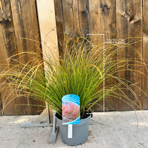 Carex 'prairie fire'