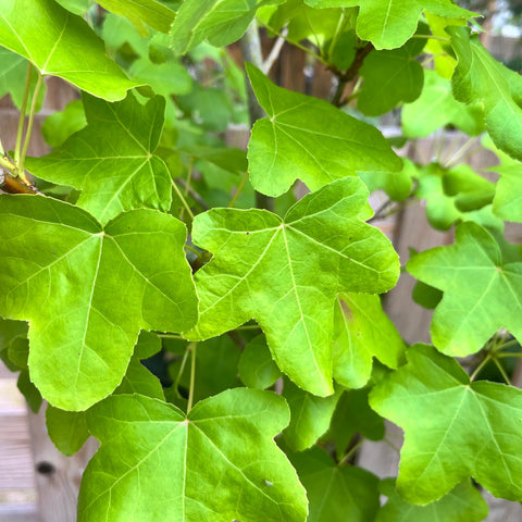 Liquidambar Rotundiloba