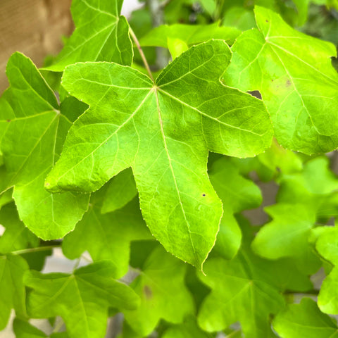 Liquidambar Rotundiloba
