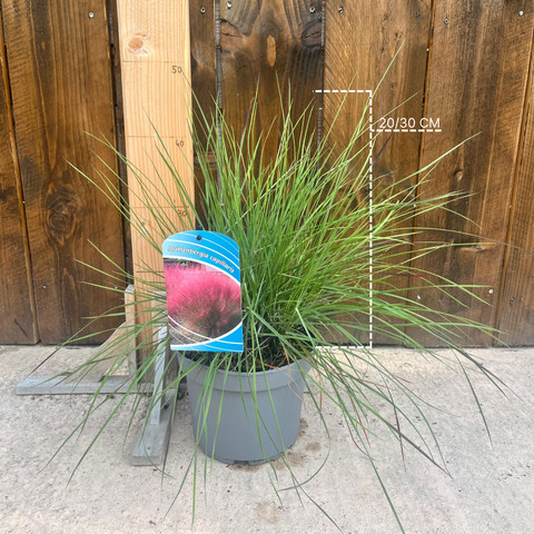 Muhlenbergia capillaris