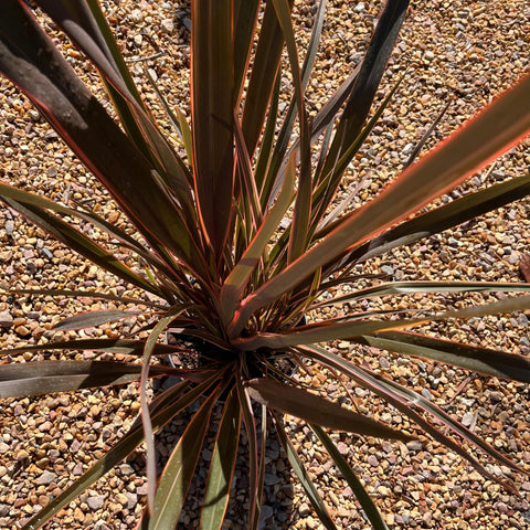 Phormium 'Sundowner' - Lin de Nouvelle-Zélande
