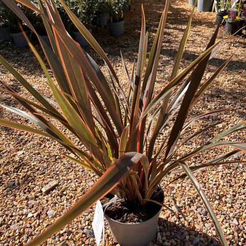 Phormium 'Sundowner' - Lin de Nouvelle-Zélande
