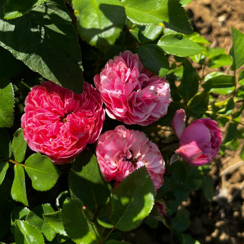 Rosier à fleurs groupées 'Leonardo da Vinci'