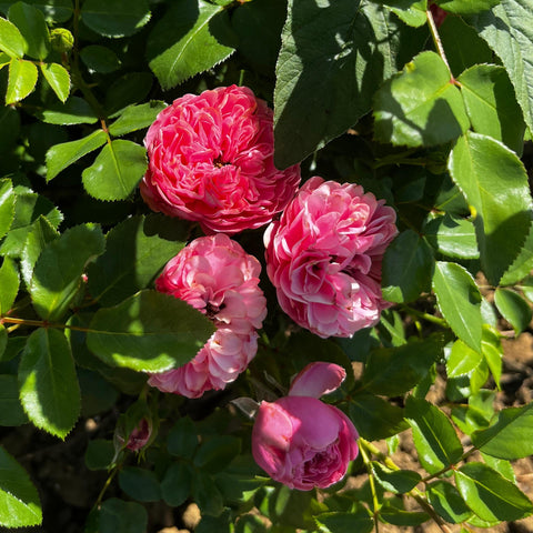 Rosier à fleurs groupées 'Leonardo da Vinci'