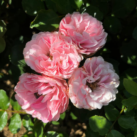 Rosier à fleurs groupées 'Leonardo da Vinci' - Sur tige