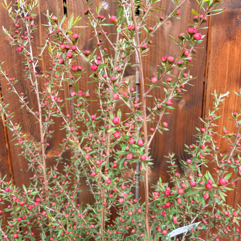 Leptospermum Coral candy - Arbre à thé