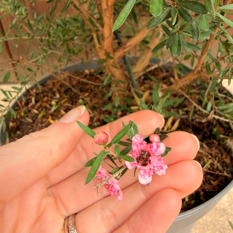 Leptospermum Coral candy - Arbre à thé