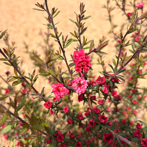 Leptospermum 'ruby glow' - Arbre à thé