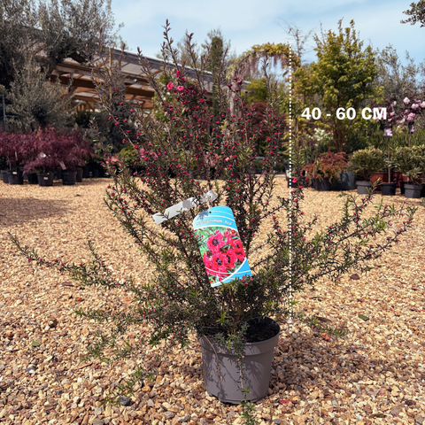 Leptospermum 'ruby glow' - Arbre à thé
