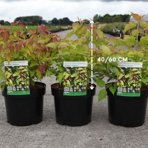 Arbre aux faisans doré - Leycesteria 'Golden lanterns'