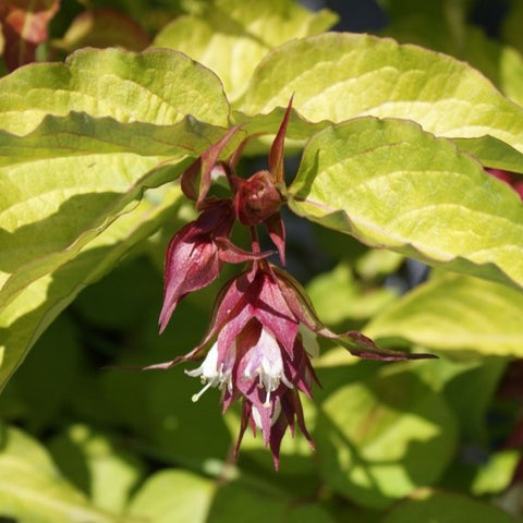 Arbre aux faisans doré - Leycesteria 'Golden lanterns'