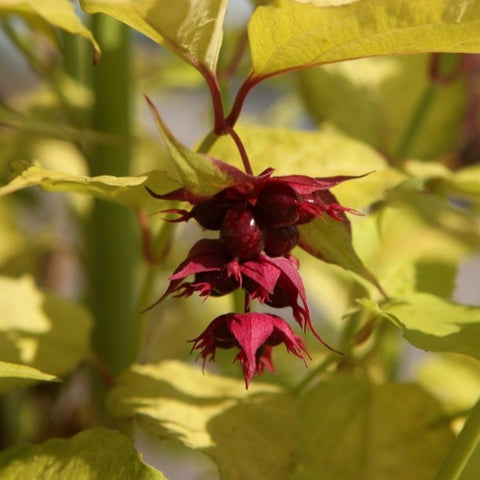 Arbre aux faisans doré - Leycesteria 'Golden lanterns'