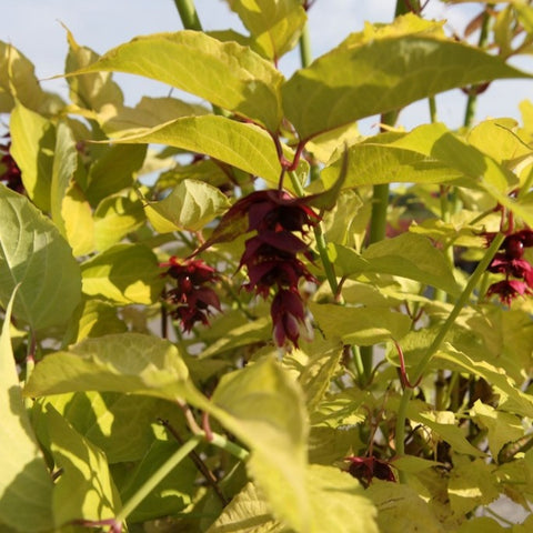Arbre aux faisans doré - Leycesteria 'Golden lanterns'