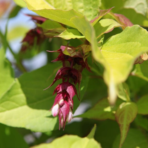 Arbre aux faisans doré - Leycesteria 'Golden lanterns'